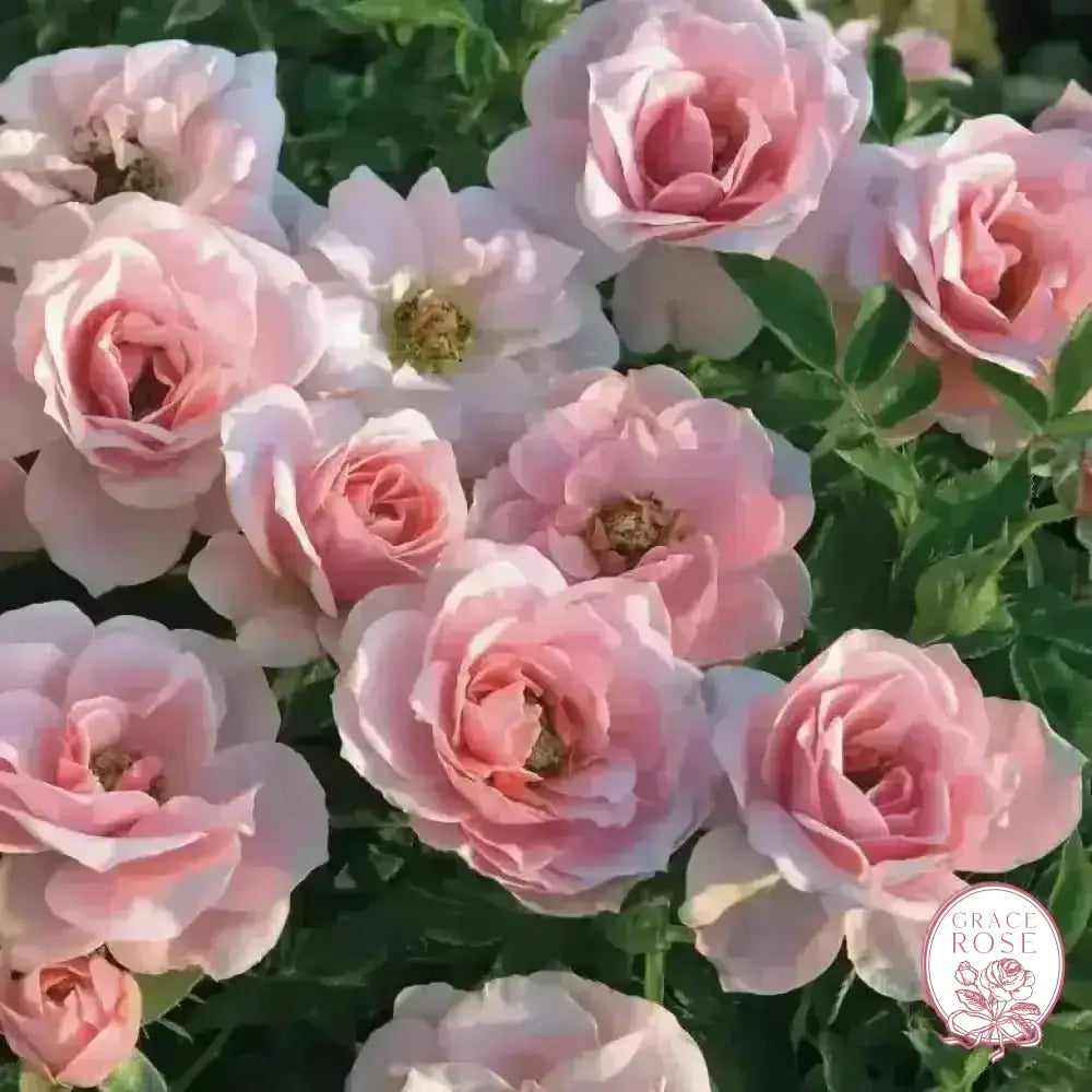 Sunblaze® Sweet Potted Rose Bush