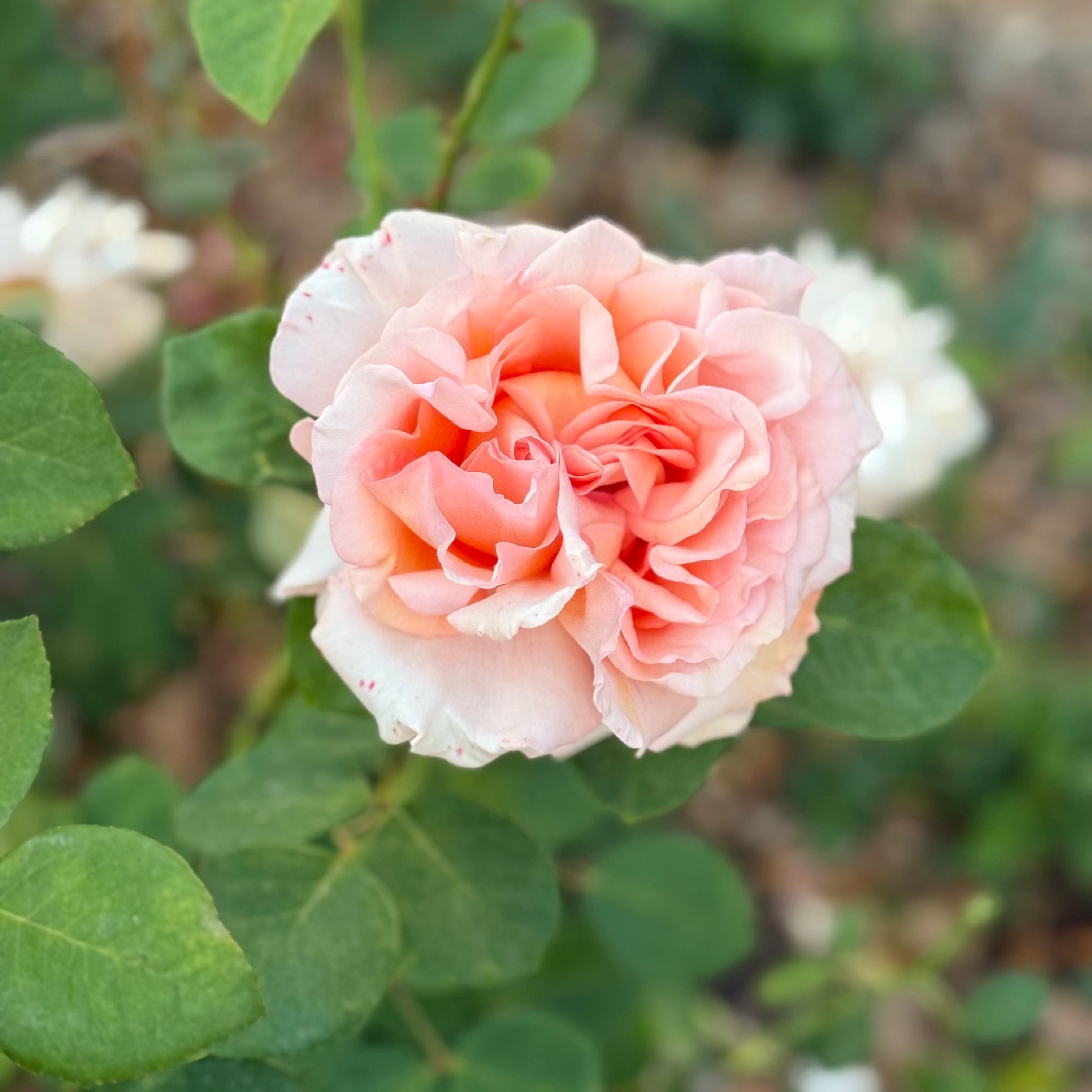 Sunset Celebration Bare Root Rose Bush
