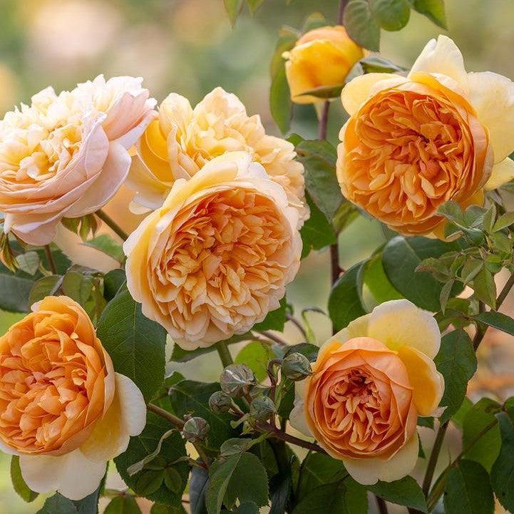 David Austin® Bring Me Sunshine™ Potted Rose Bush