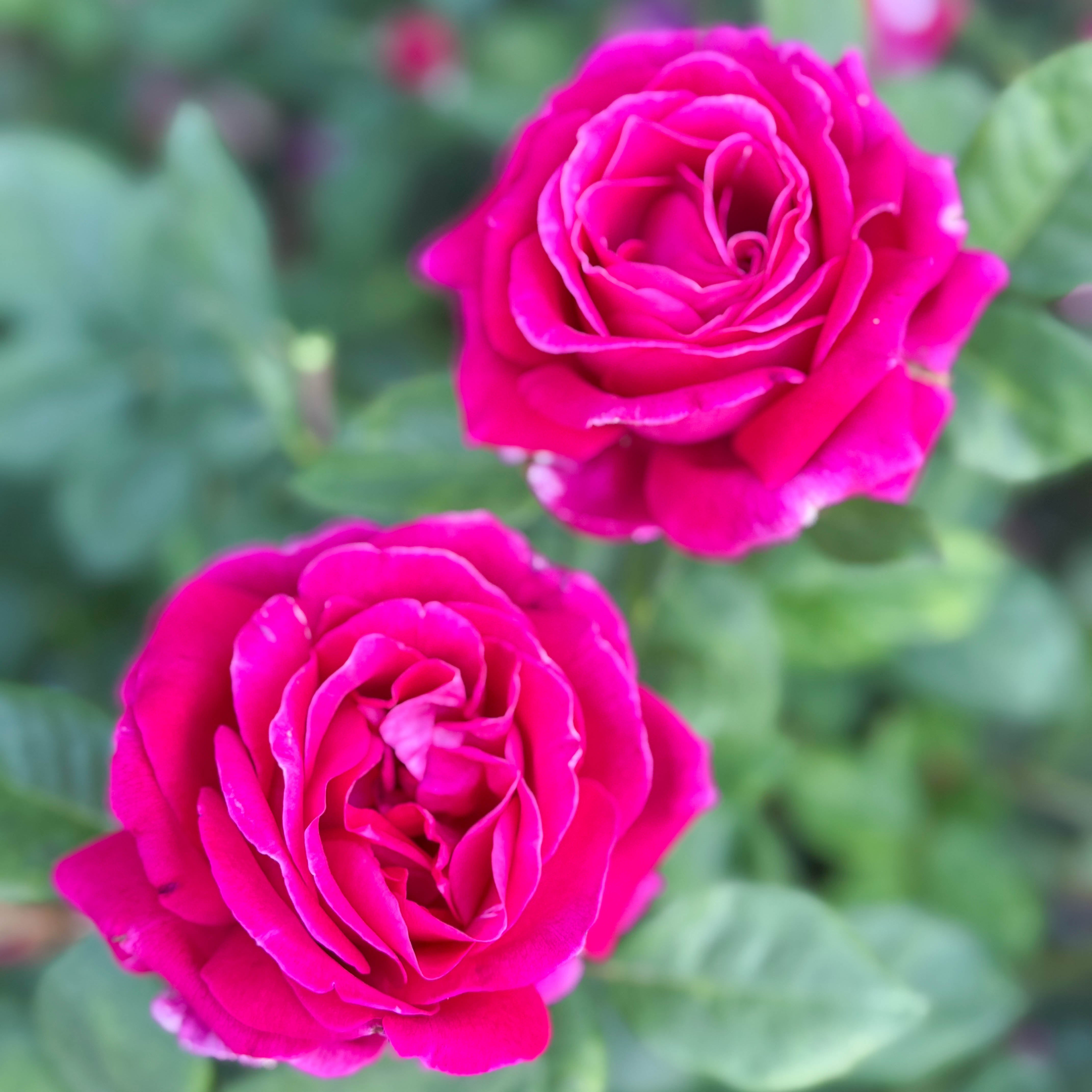 Sweet Spirit™ Potted Rose Bush