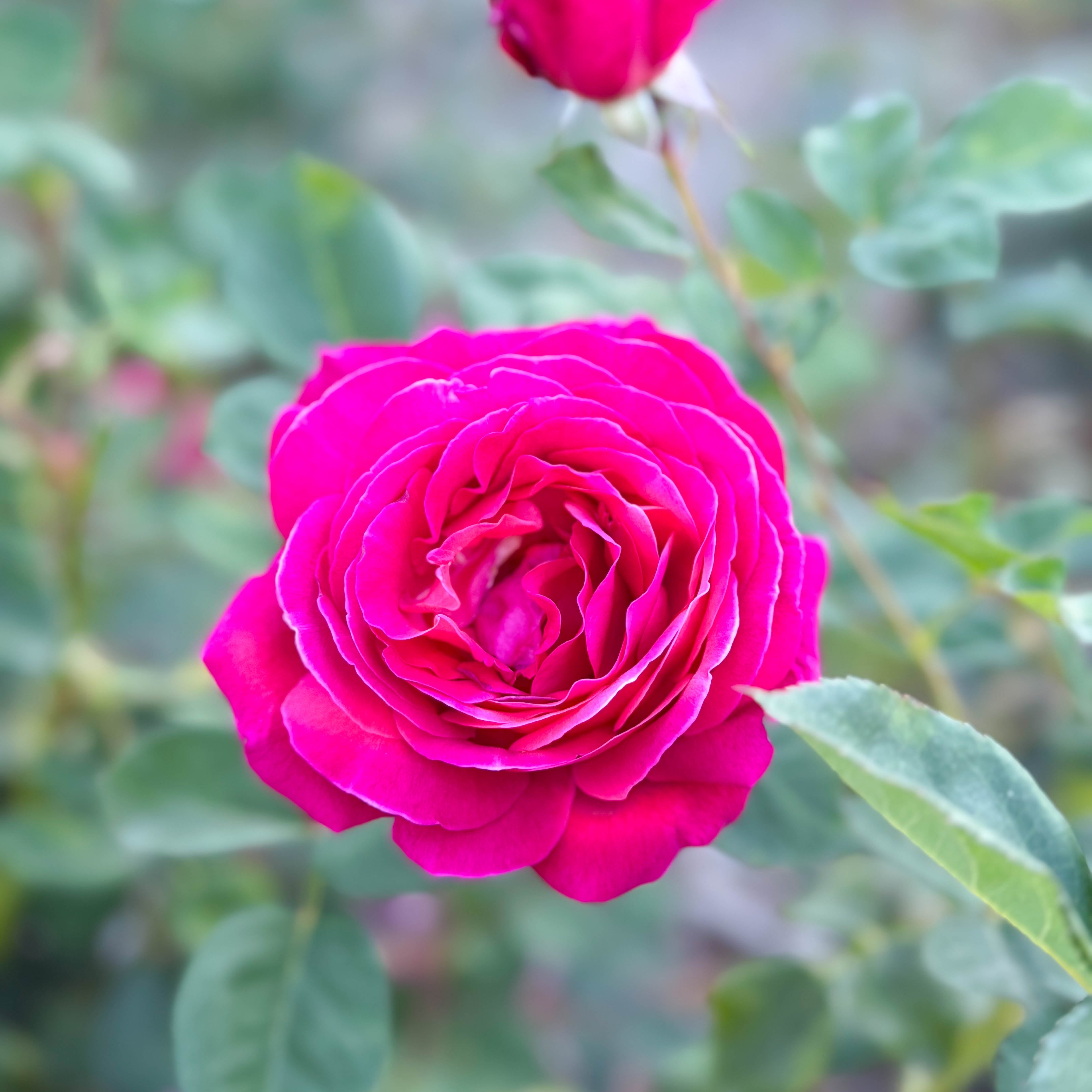 Sweet Spirit™ Potted Rose Bush
