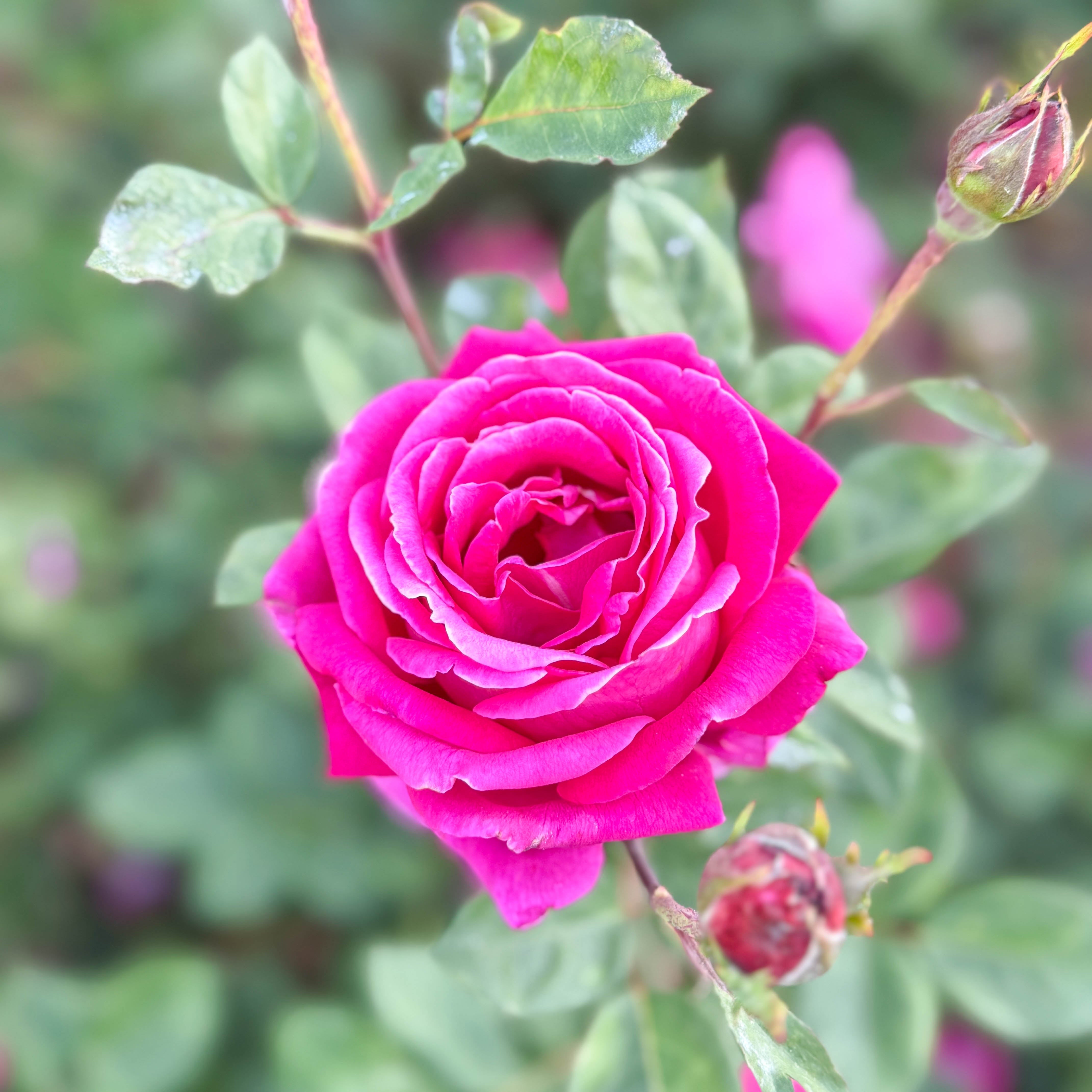 Sweet Spirit™ Potted Rose Bush