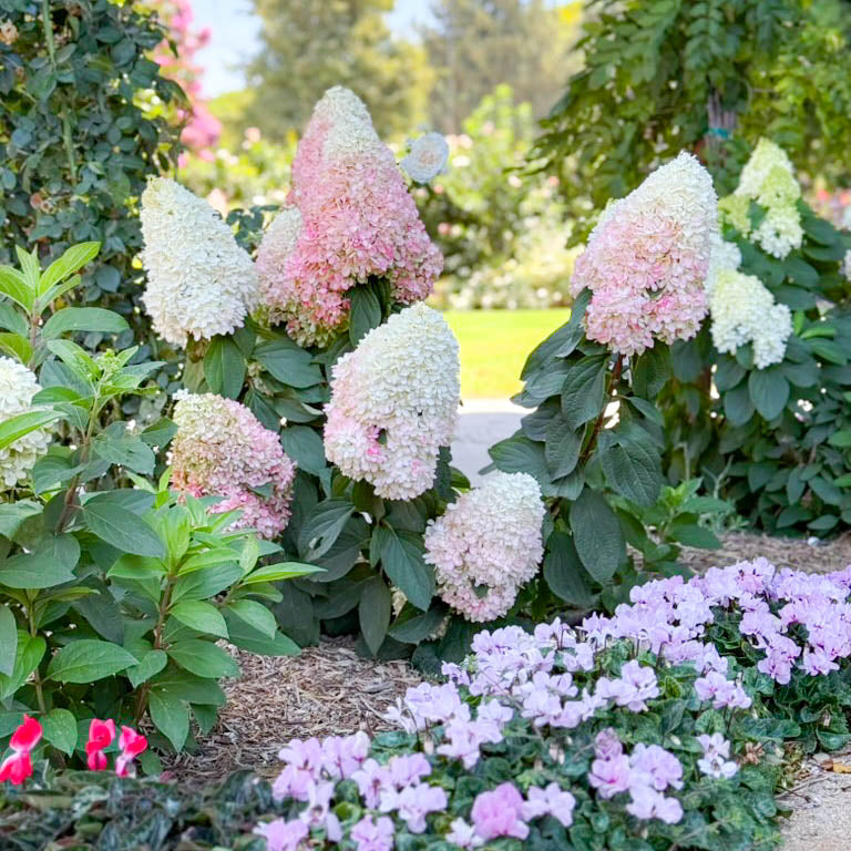 Sweet Starlight™ Potted Panicle Hardy Hydrangea Tree