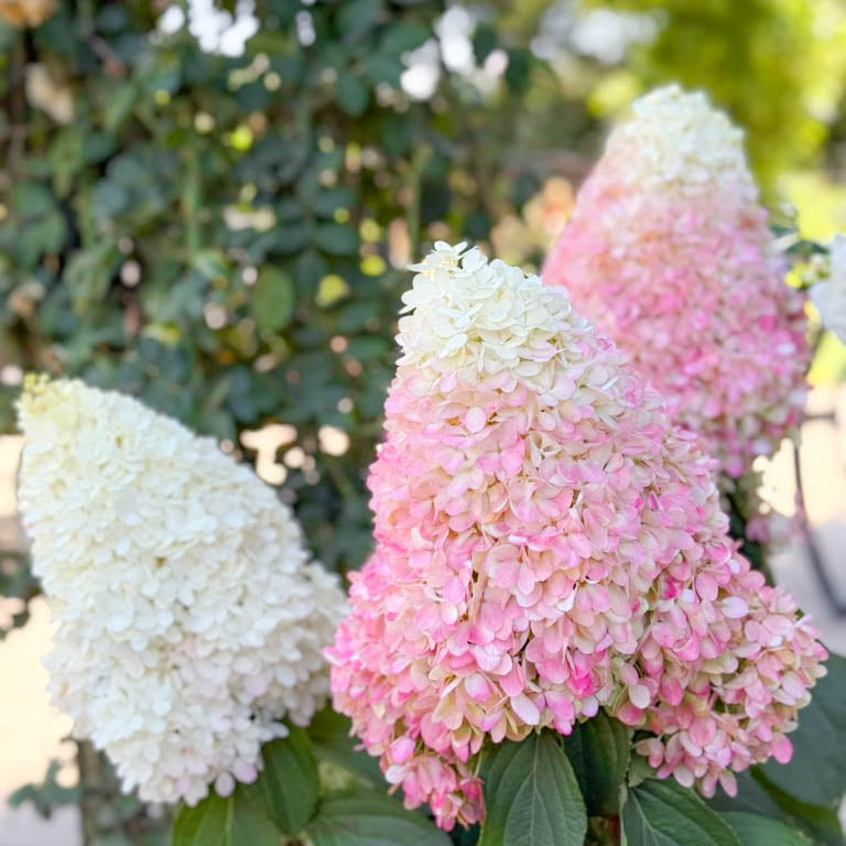 Sweet Starlight™ Potted Panicle Hardy Hydrangea Tree