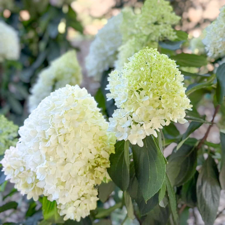 Sweet Starlight™ Potted Panicle Hardy Hydrangea Tree