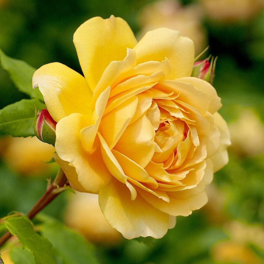 David Austin® Golden Celebration® Potted Rose Bush