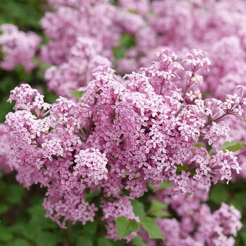 Proven Winners® Bloomerang® Purpink® Bare Root Lilac Bush