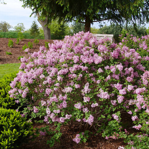 Proven Winners® Bloomerang® Purpink® Bare Root Lilac Bush