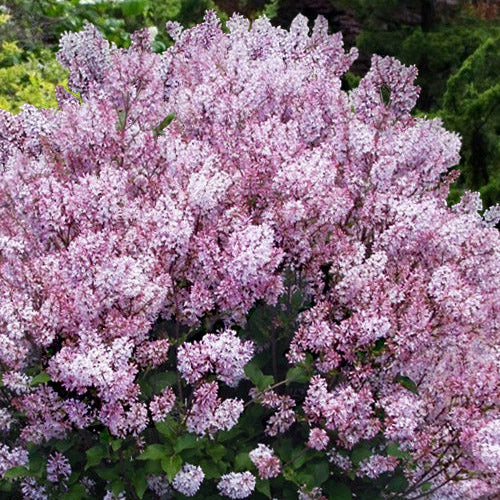 Dream Cloud™ Bare Root Lilac Bush