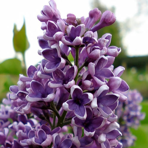 Albert F. Holden Bare Root Lilac Bush
