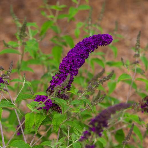 Butterfly Bush Groovy Grape™ Potted Butterfly Bush