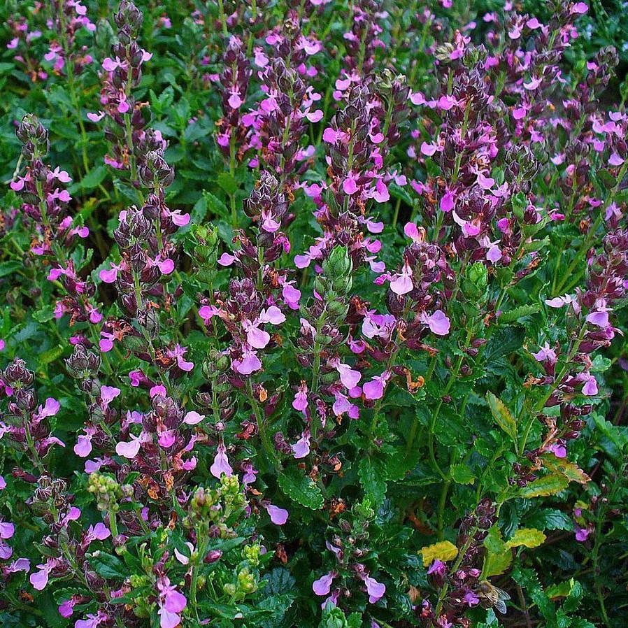 Germander Potted Germander Plant