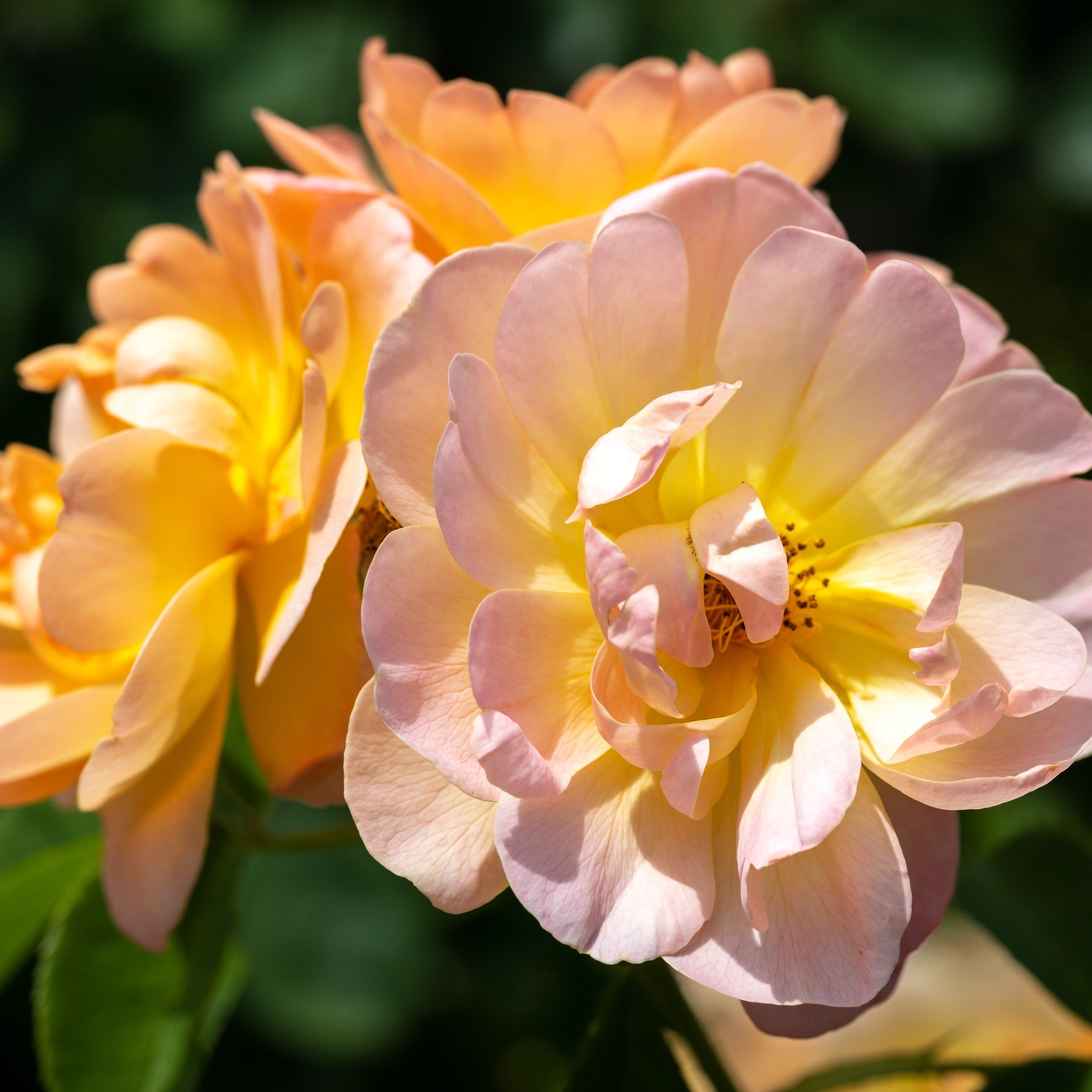 David Austin® The Lark Ascending® Potted Rose Bush