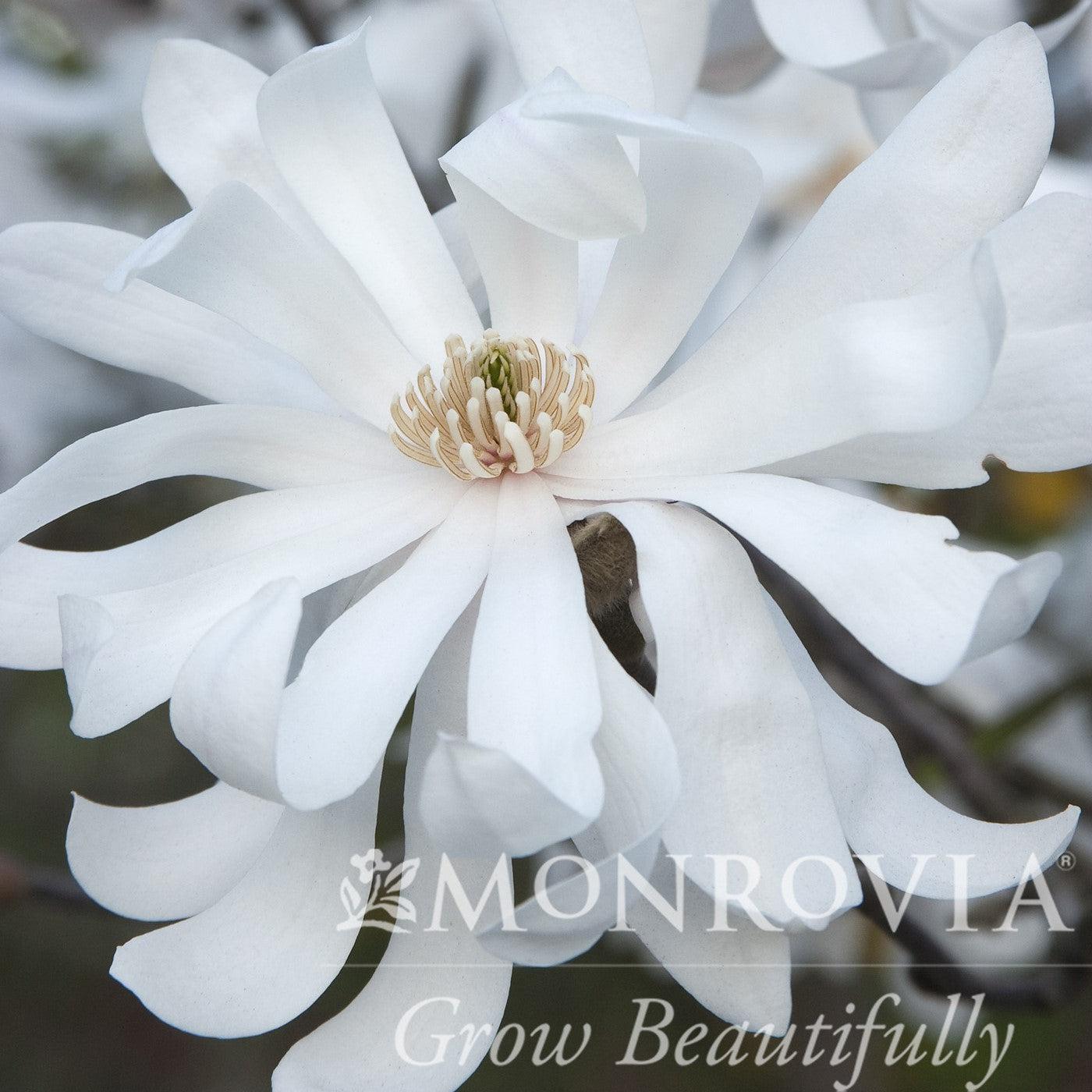Magnolia 'Royal Star' Potted Magnolia Plant
