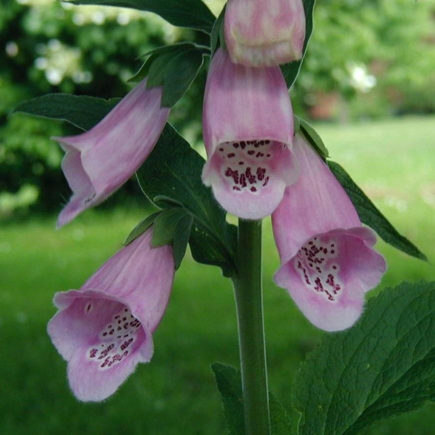 Foxglove Camelot Lavender Potted Foxglove Plant