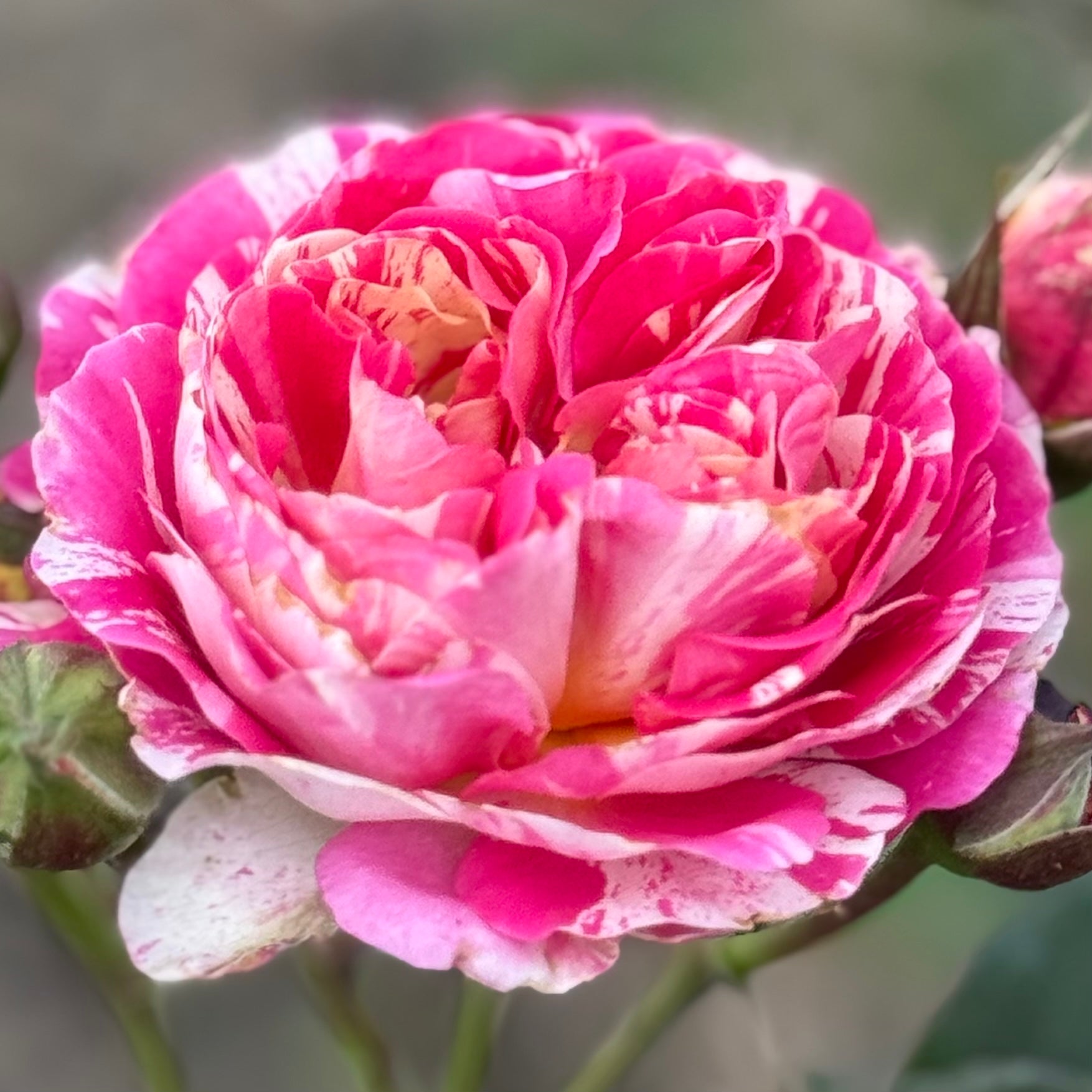 Winning Streak™ Potted Rose Bush