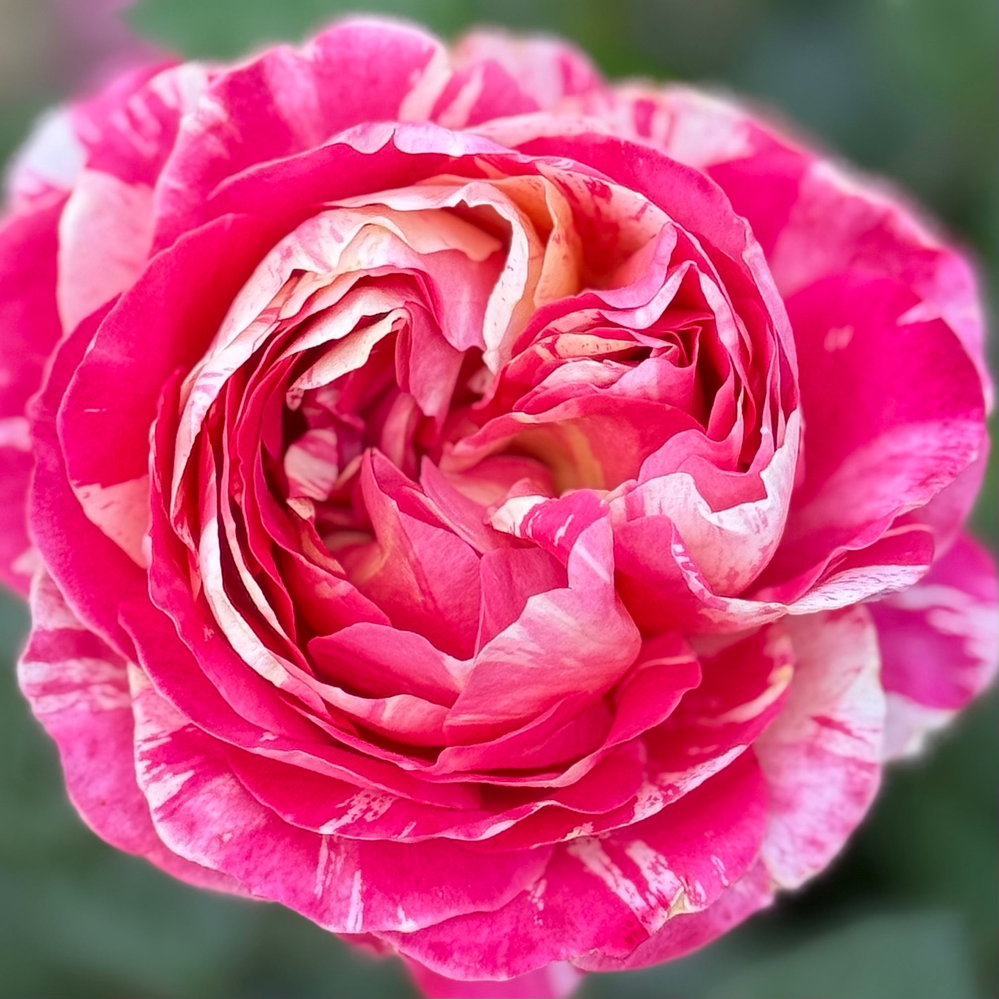 Winning Streak™ Potted Rose Bush