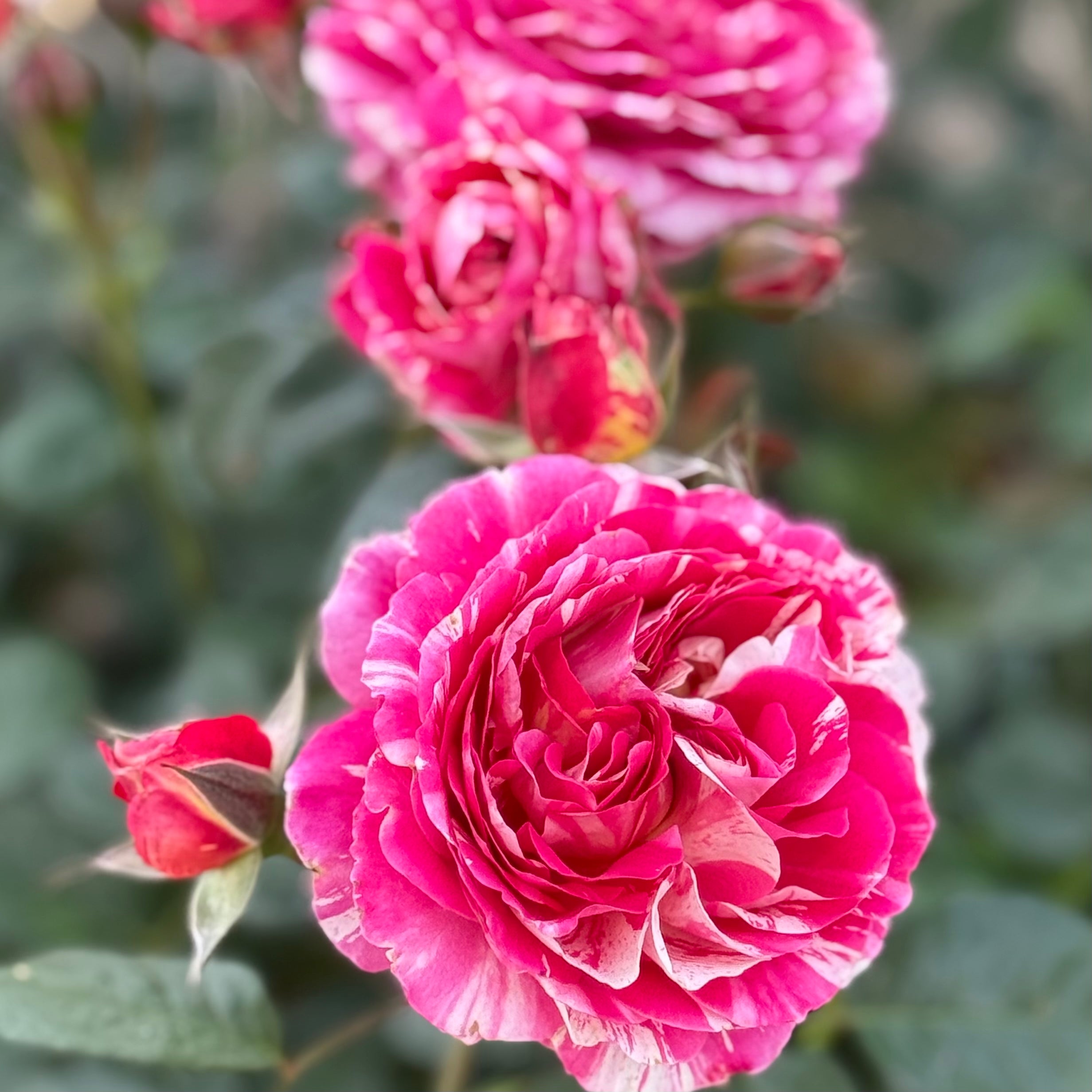 Winning Streak™ Potted Rose Bush