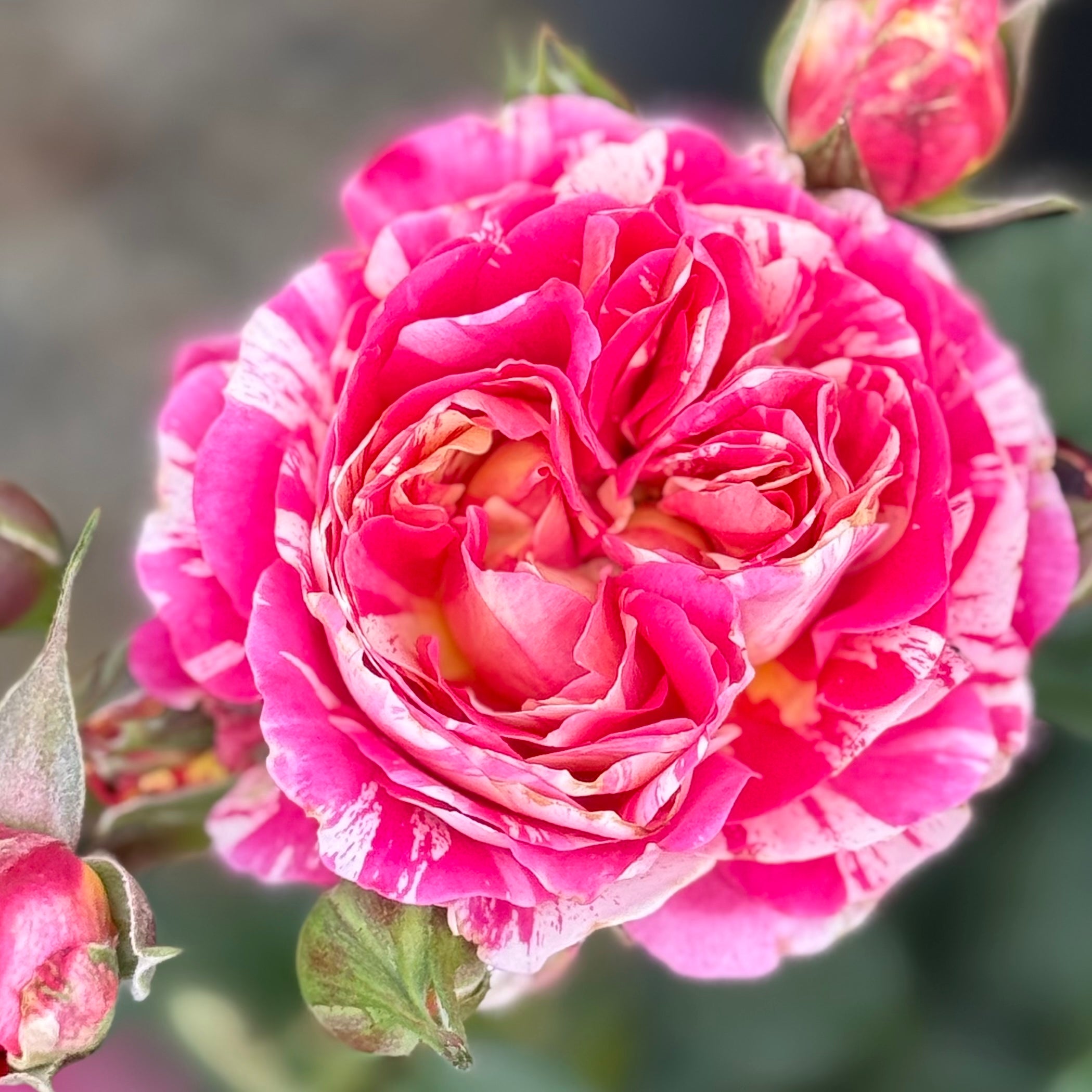 Winning Streak™ Potted Rose Bush