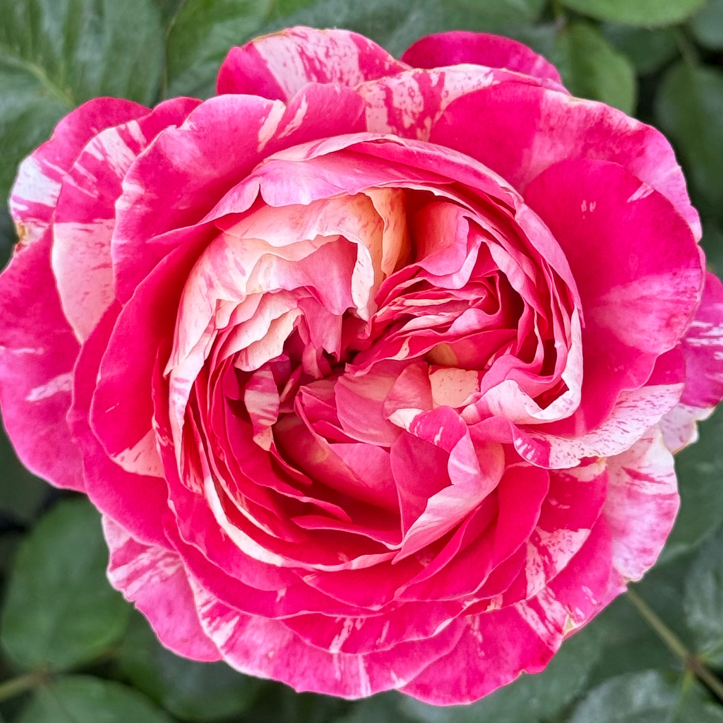 Winning Streak™ Potted Rose Bush