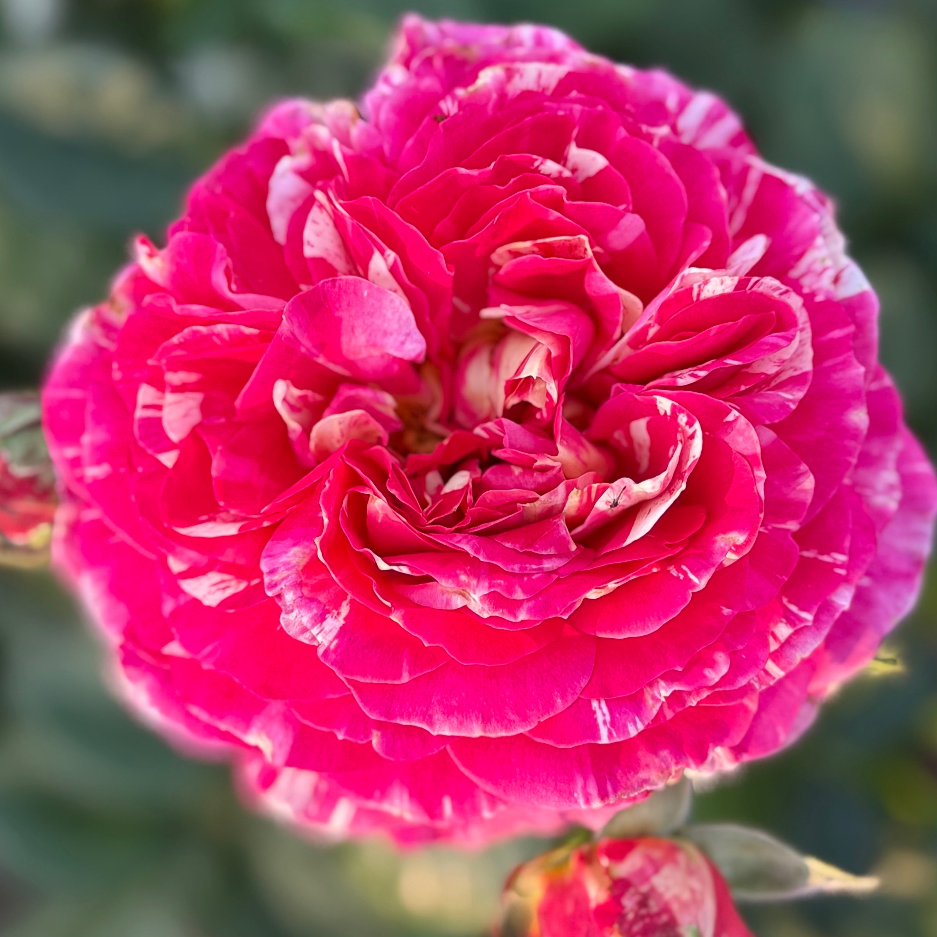 Winning Streak™ Potted Rose Bush