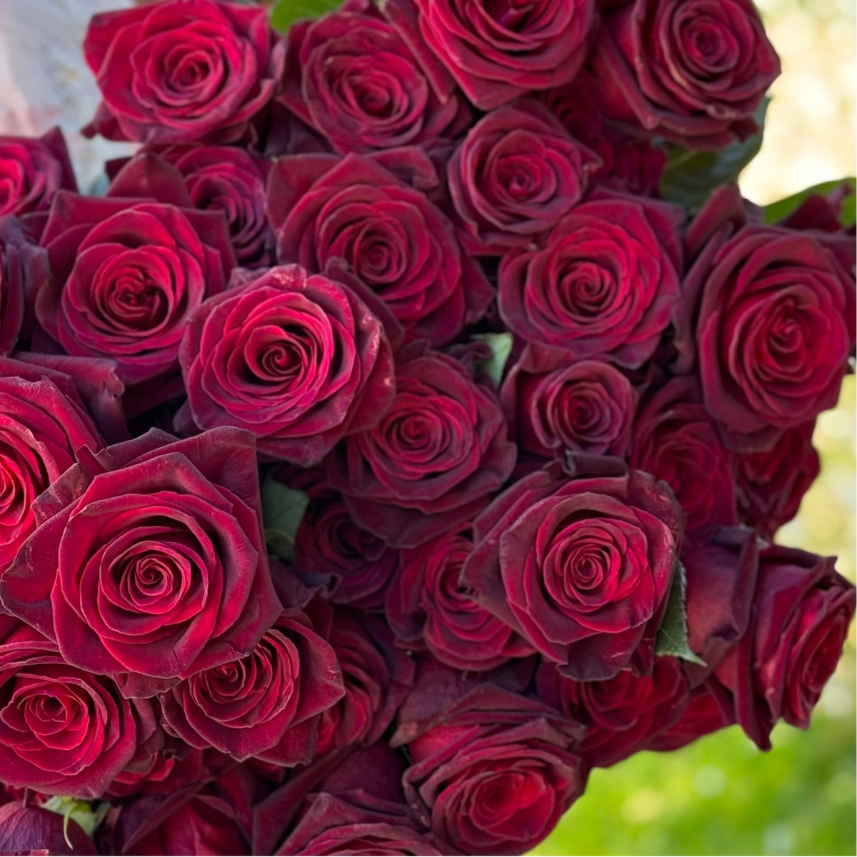 Wuthering Blooms Bouquet Bare Root Rose Bundle