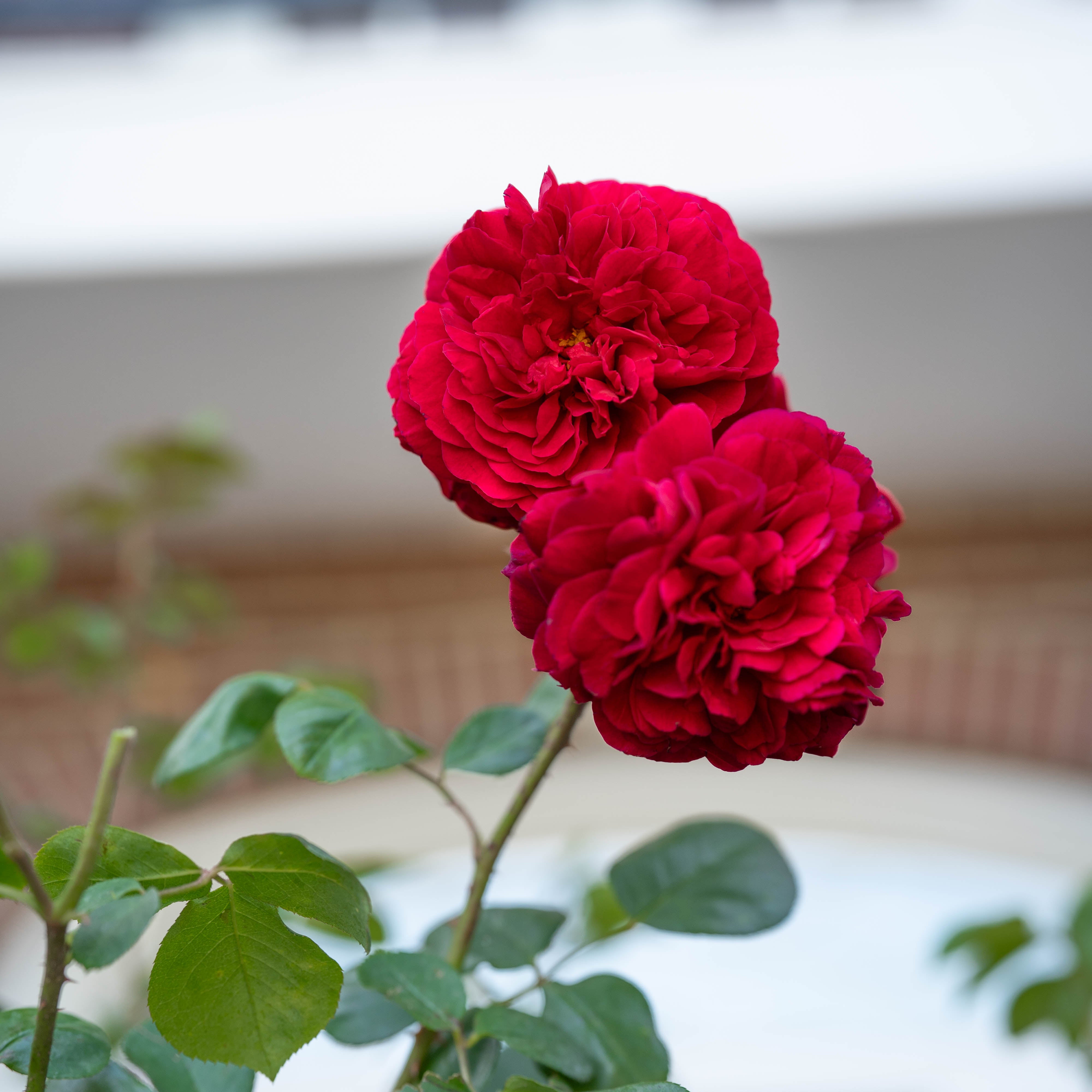David Austin® Tess of the d'Urbervilles® Climbing Potted Rose