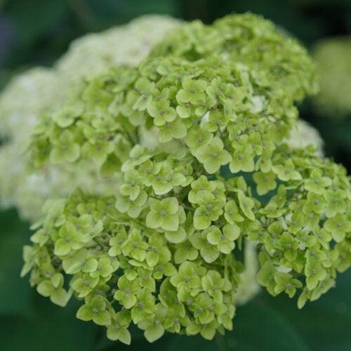 Hydrangea Invincibelle Sublime™ Potted Smooth Hydrangea Bush