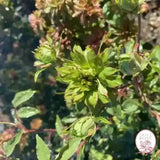 The Green Rose Potted Rose Bush
