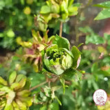 The Green Rose Potted Rose Bush