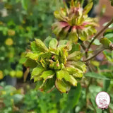 The Green Rose Potted Rose Bush