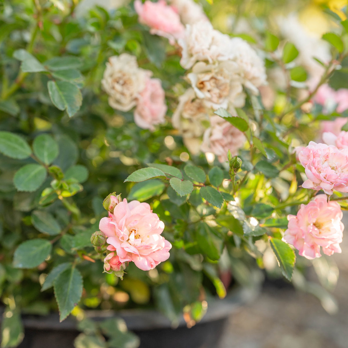 The Fairy Bare Root Rose Bush