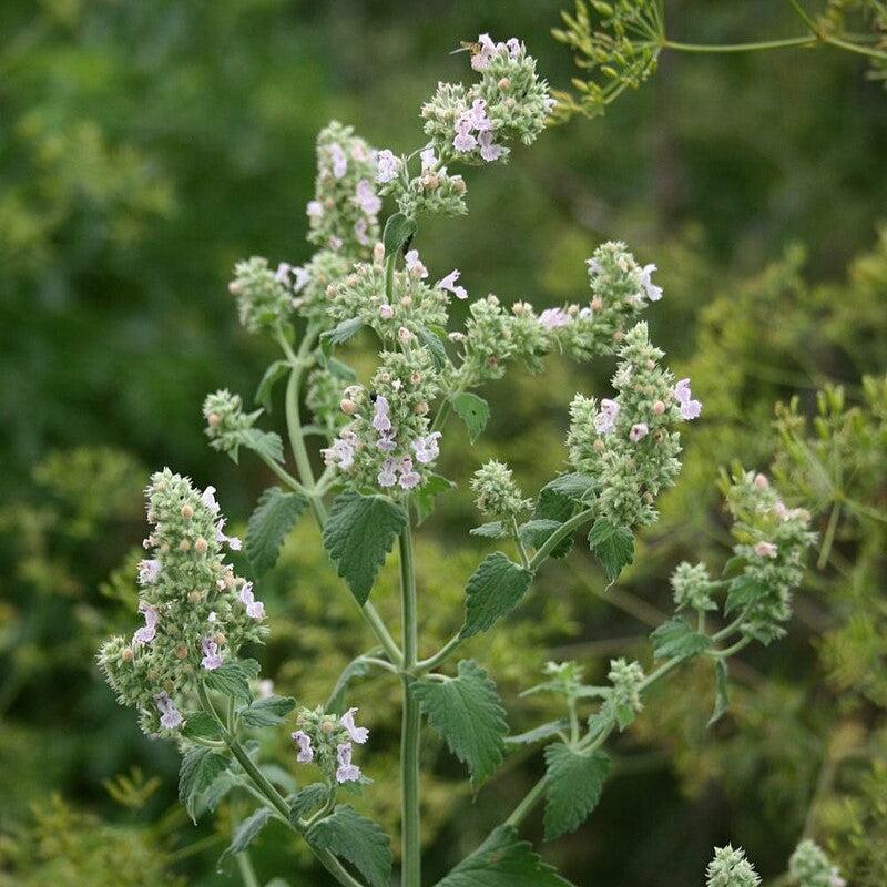 Nepeta cataria - Catnip