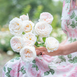 Top Cream™ Bare Root Tree Rose