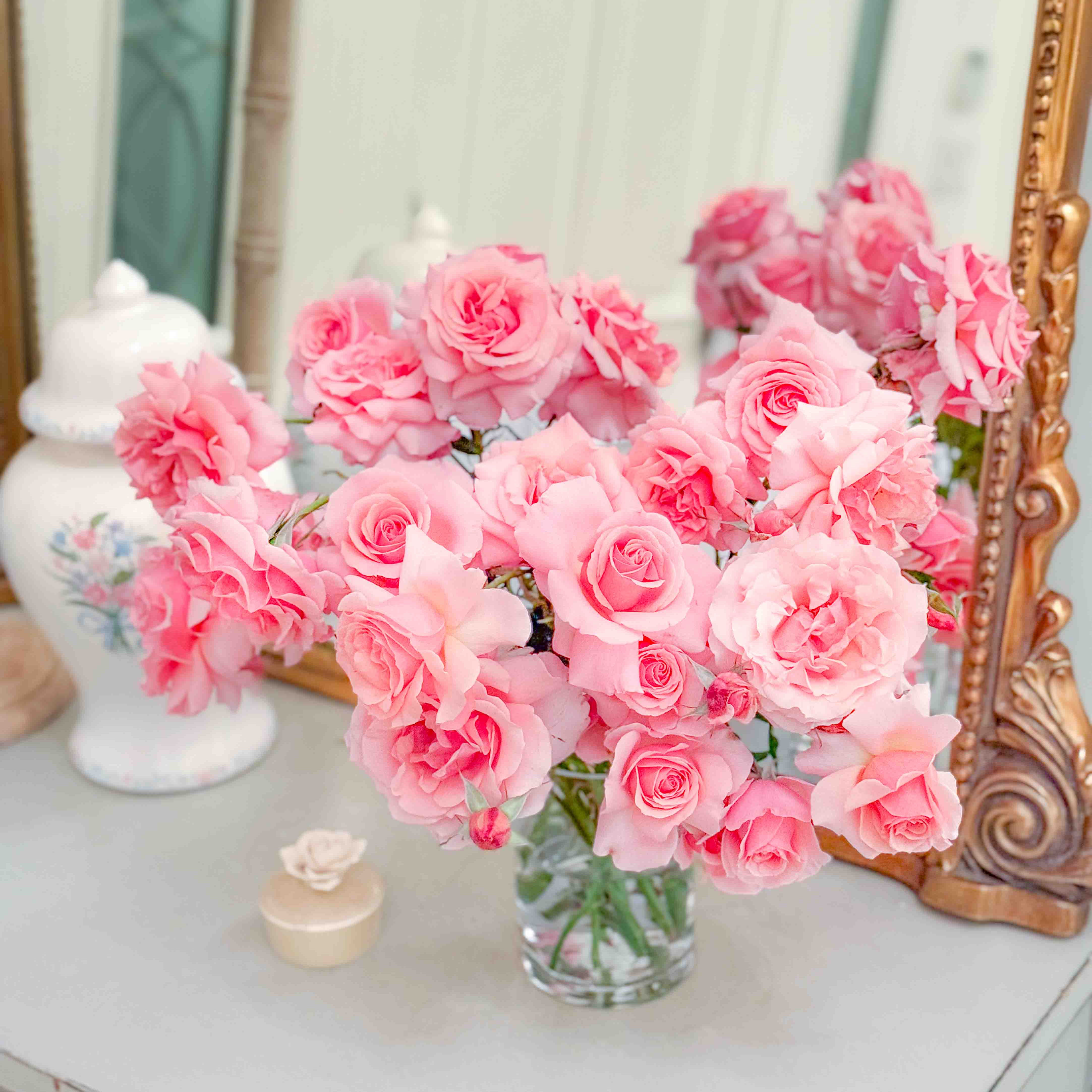 Tournament of Roses Potted Rose Bush