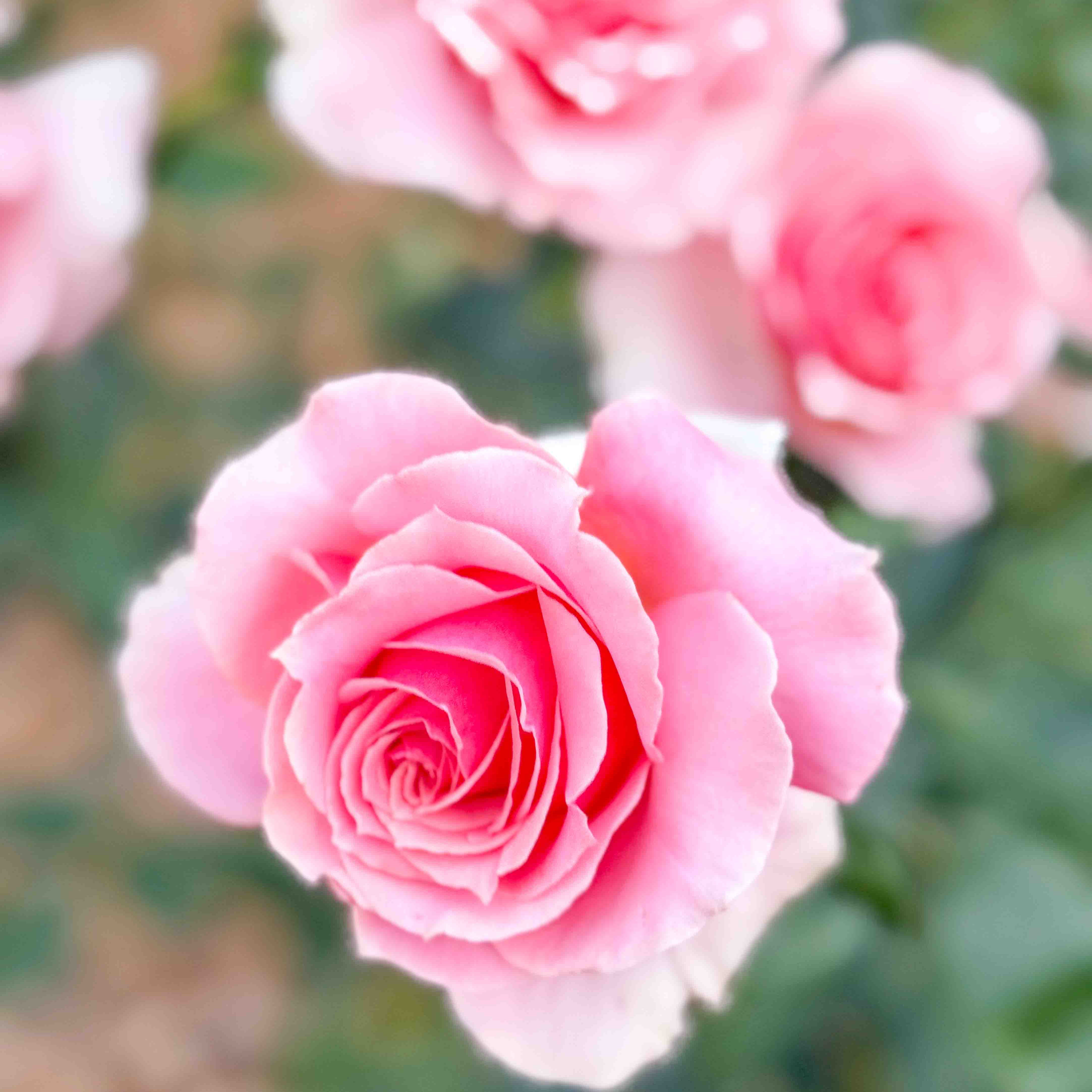 Tournament of Roses Potted Rose Bush