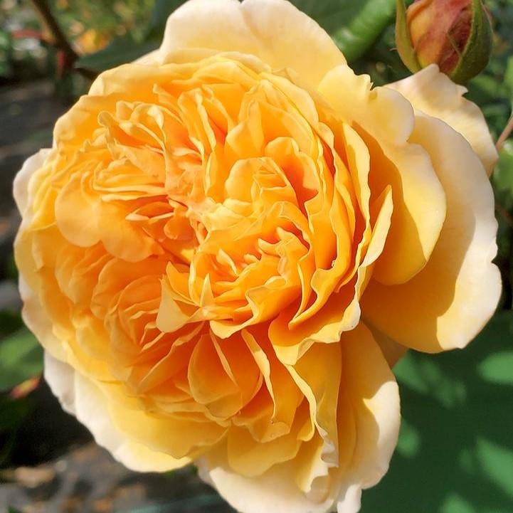 David Austin® Crown Princess Margareta® Potted Rose Bush