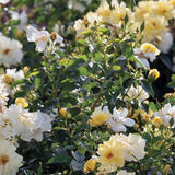 Lemon Drift® Potted Rose Bush