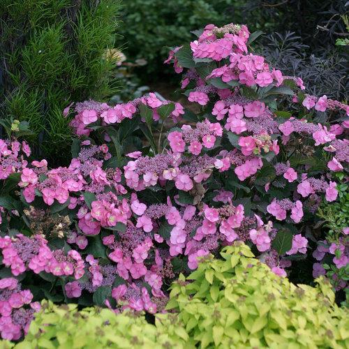 Hydrangea Tuff Stuff™ Potted Mountain Hydrangea Bush