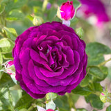 Twilight Zone™ Bare Root Tree Rose
