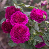 Twilight Zone™ Bare Root Tree Rose