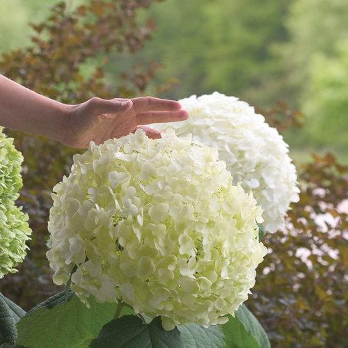Hydrangea Proven Winners® Incrediball® Potted Smooth Hydrangea Bush