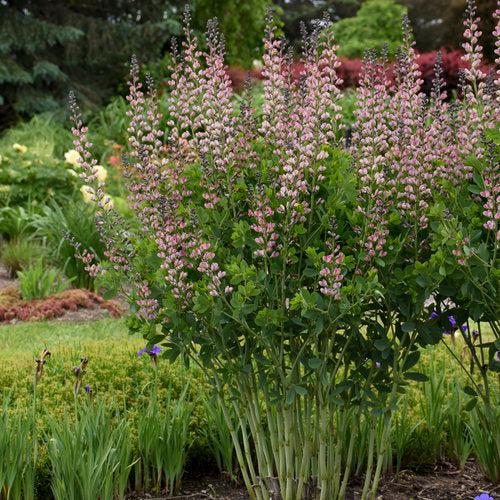 Proven Winners® Baptisia Decadence® Deluxe Pink Truffles Potted False Indigo Plant