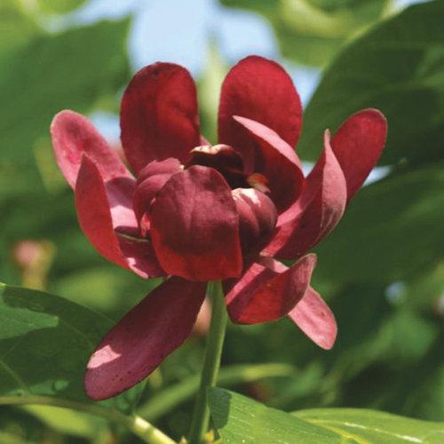 Proven Winners® Sweetshrub 'Aphrodite' Potted Sweetshrub Bush