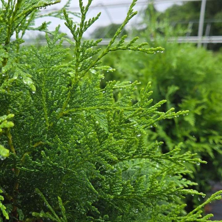 Proven Winners® Arborvitae Sasquatch™ Dark Green Potted Arborvitae