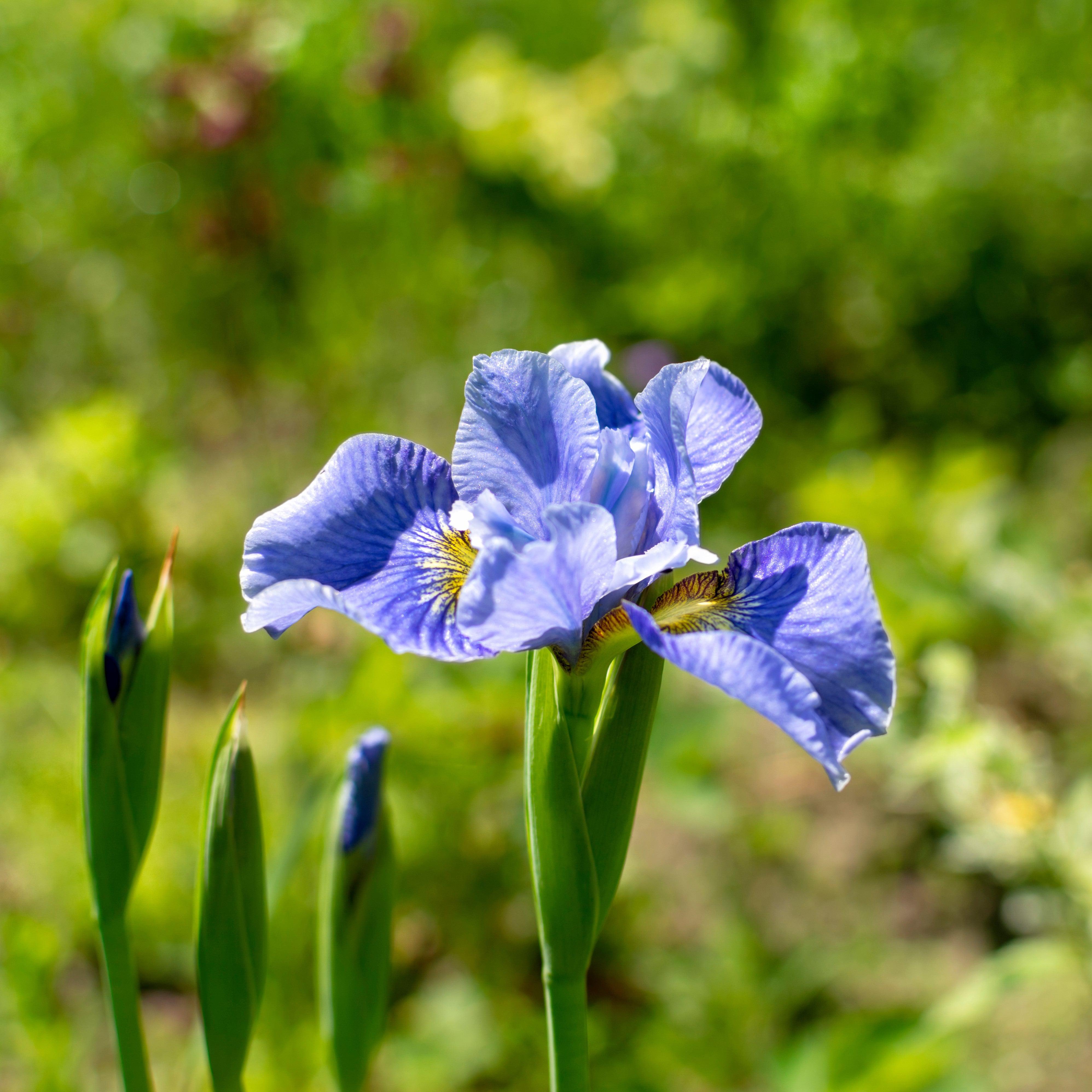 Iris Cape Cod Boys Potted Siberian Iris