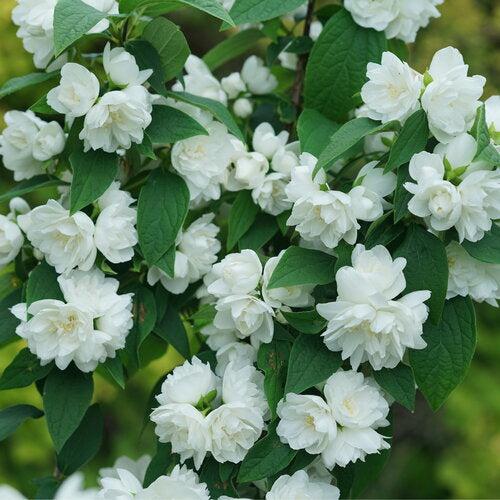 Proven Winners® Mock Orange Illuminati Spice® Potted Mockorange Bush