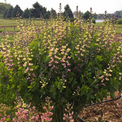 Proven Winners® Baptisia Deluxe Pink Lemonade Potted False Indigo Plant