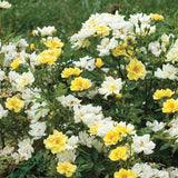 Lemon Drift® Potted Rose Bush