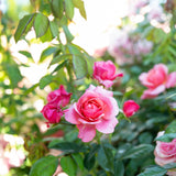Uptown Girl® Bare Root Tree Rose